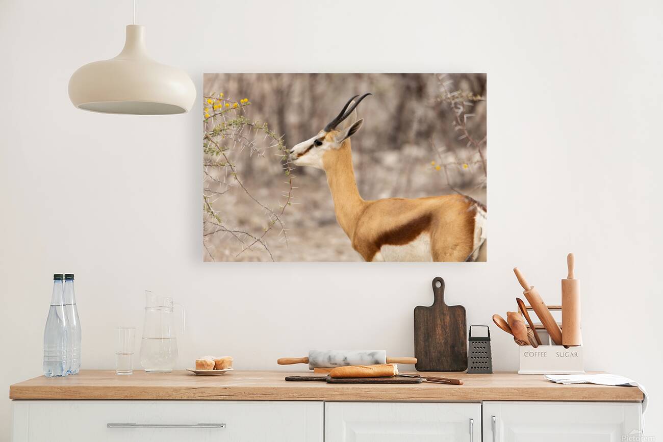 Springbok 3 Reproduction