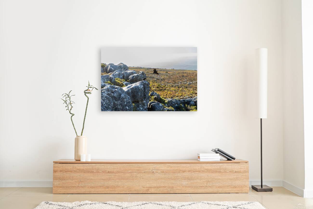 Table Mountain 1 Reproduction