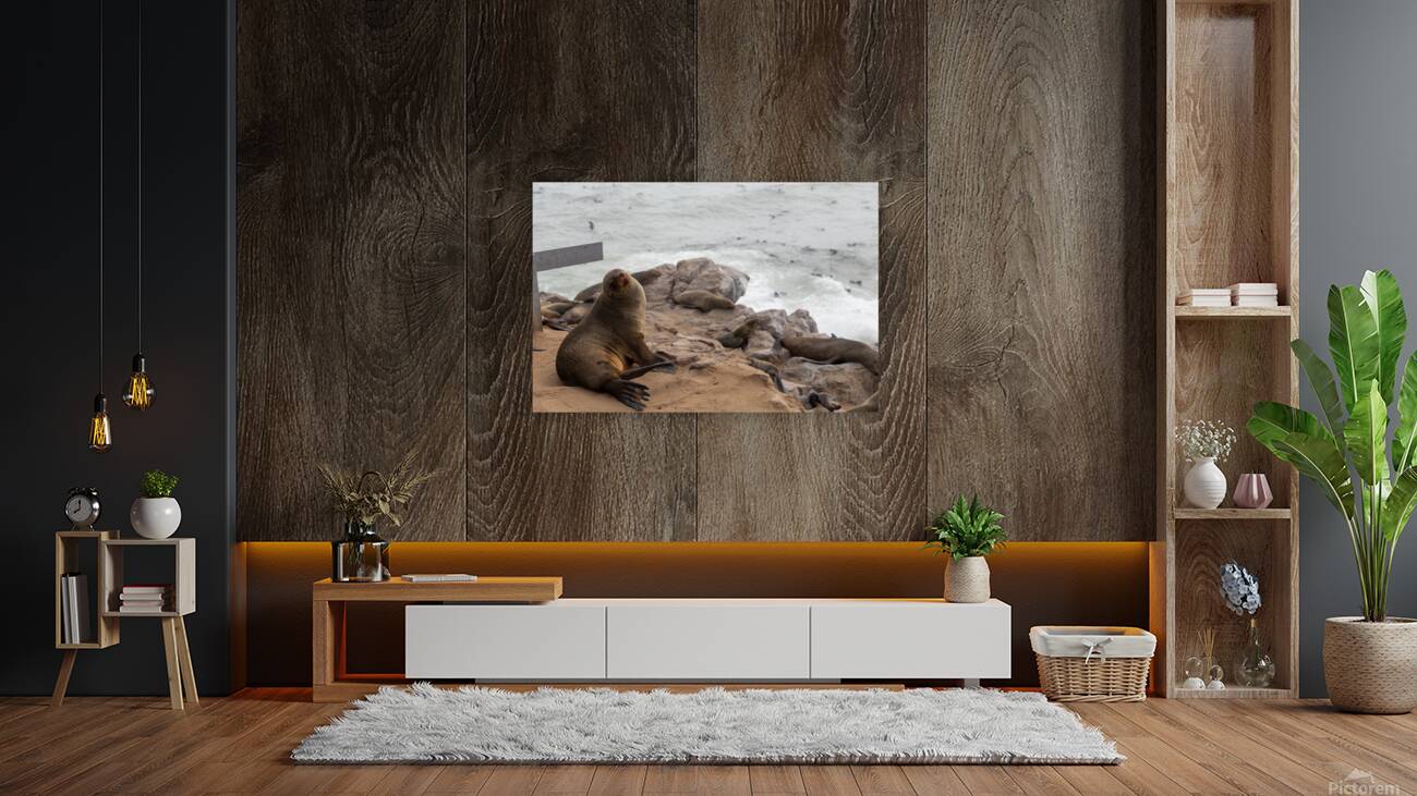 Cape Cross Seal 2 Reproduction