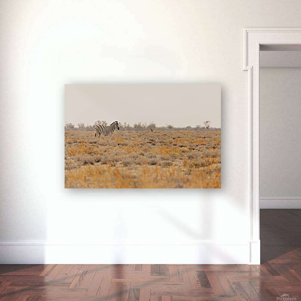 Zebra 1 Reproduction