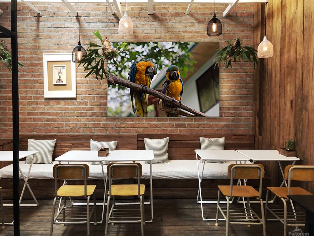 Macaws 1 Reproduction