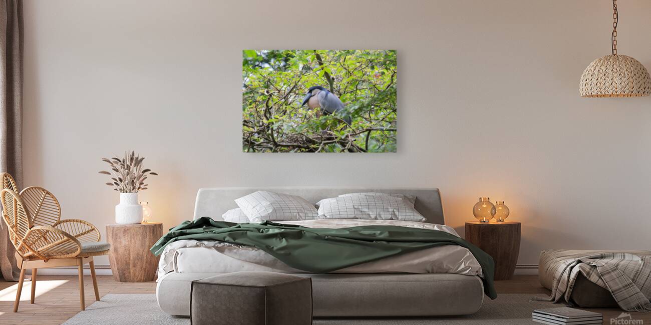 Boat-Billed Heron 1 Reproduction