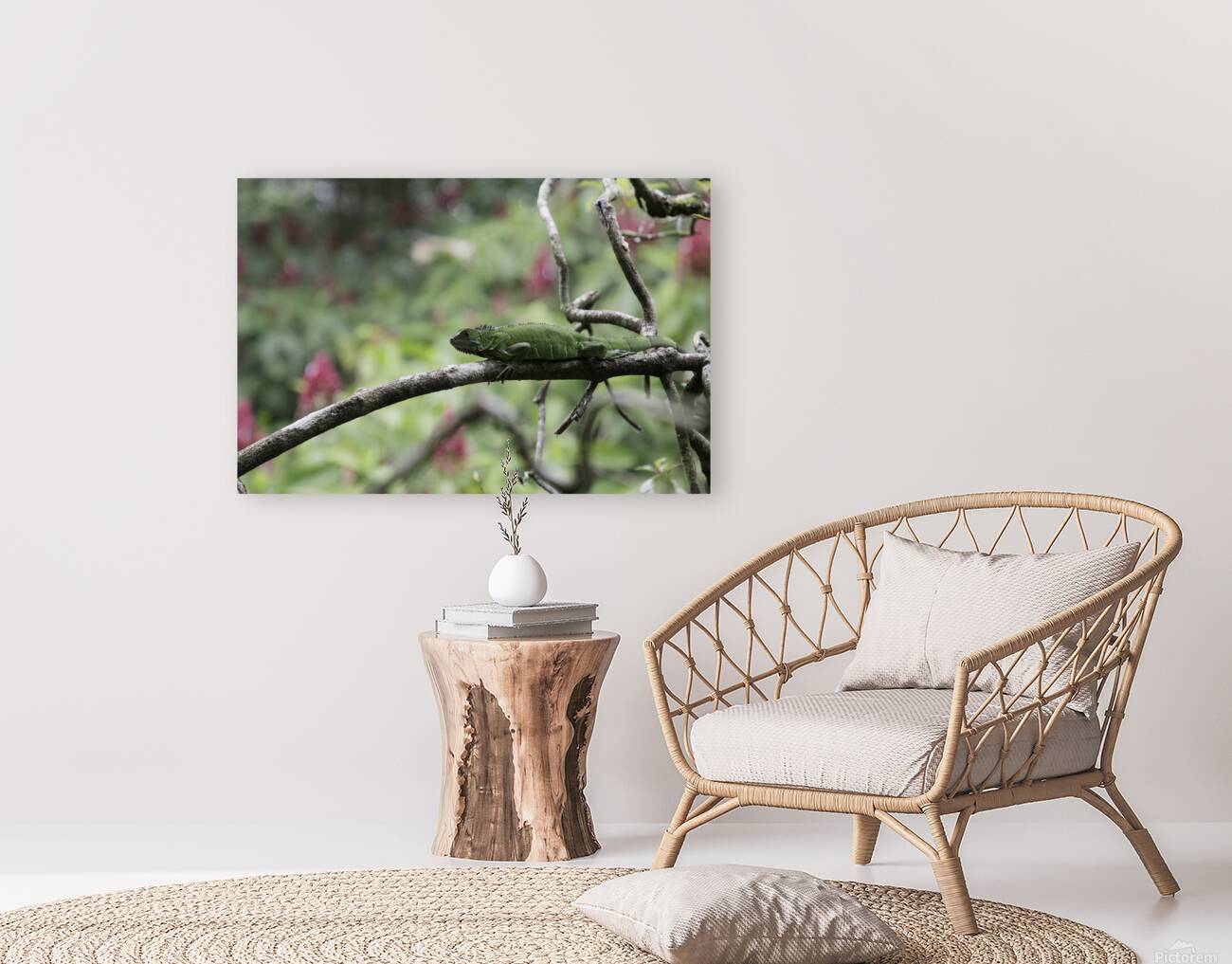 Green Iguana 1 Reproduction