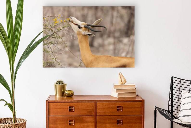 Springbok 1 by Nick McRae