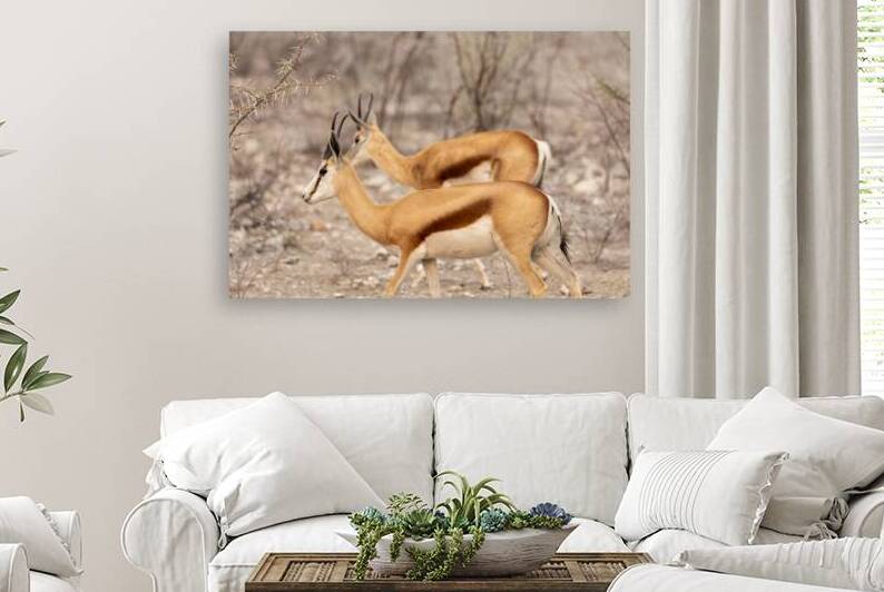 Springbok 2 by Nick McRae