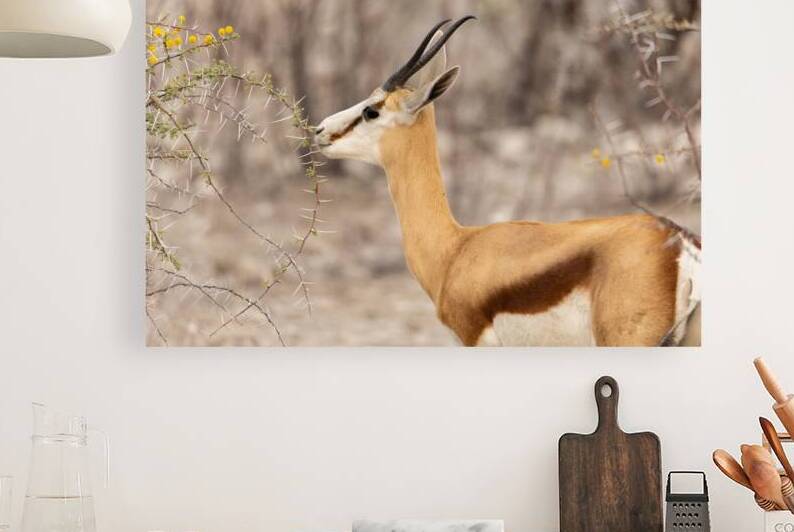 Springbok 3 by Nick McRae