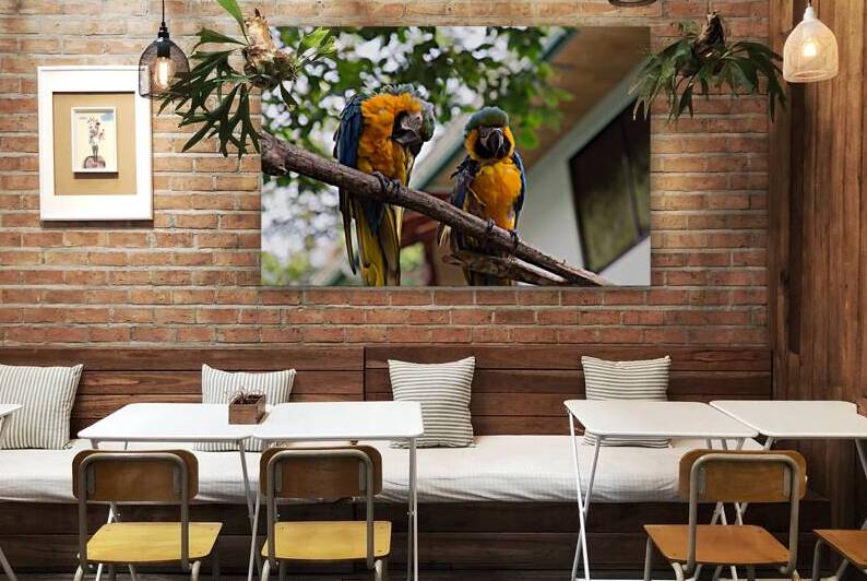 Macaws 1 by Nick McRae