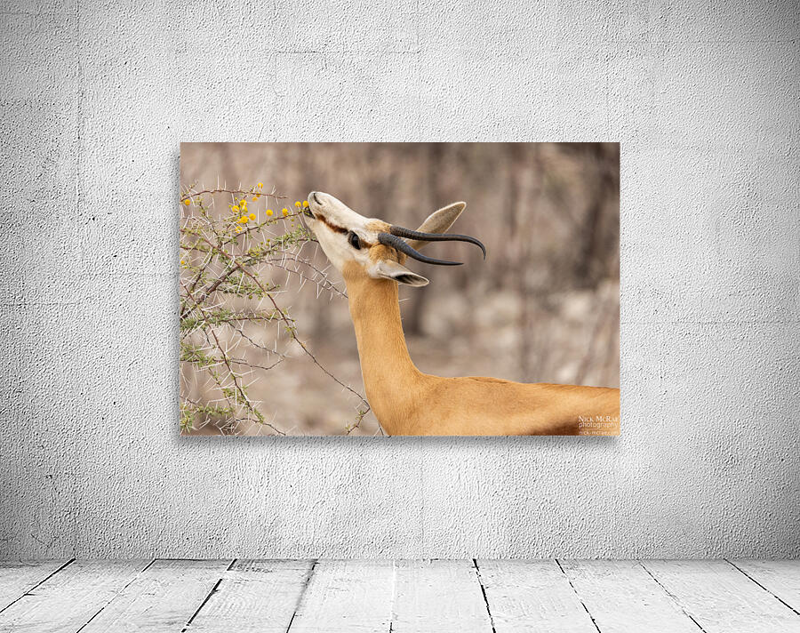 Springbok 1 Wall Preview
