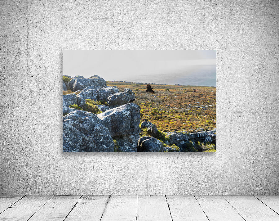 Table Mountain 1 Wall Preview