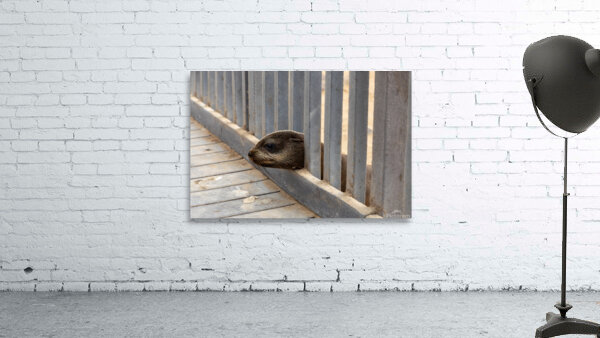 Cape Cross Seal 1 Wall Preview