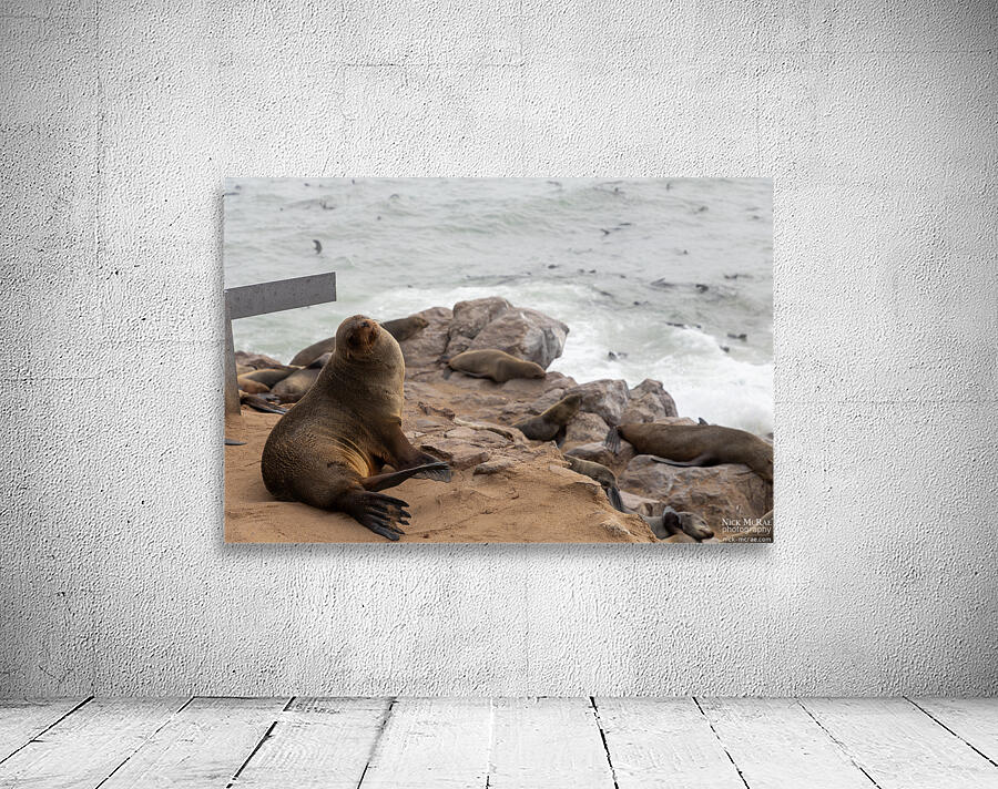 Cape Cross Seal 2 Wall Preview