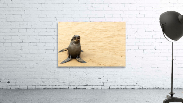 Cape Cross Seal 3 Wall Preview