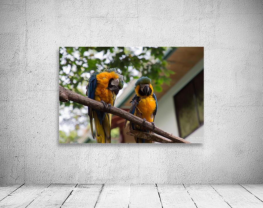 Macaws 1 Wall Preview