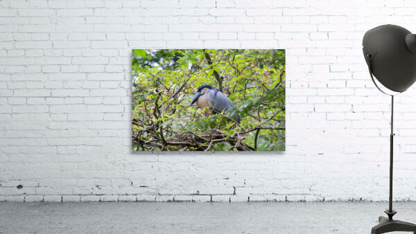 Boat-Billed Heron 1 Wall Preview