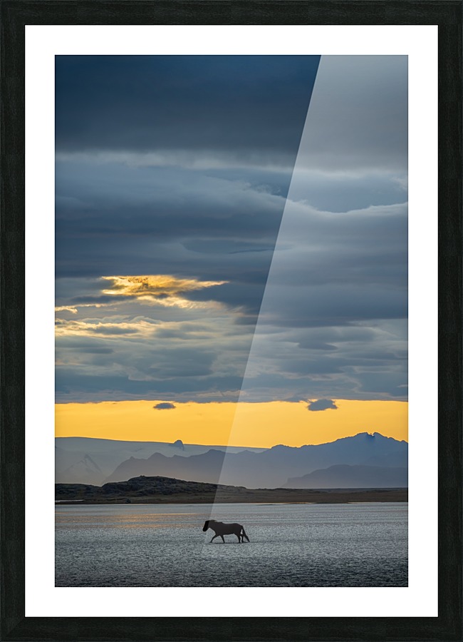 Icelandic Horse Picture Frame print