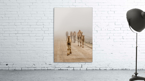 camels-Oman Wall Preview