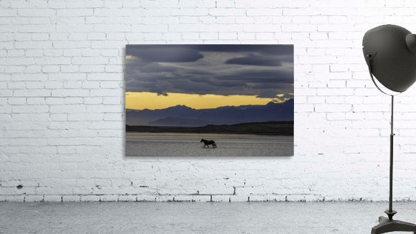 Icelandic Horse Wall Preview
