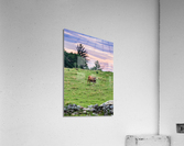 Happy Cow Acrylic Print