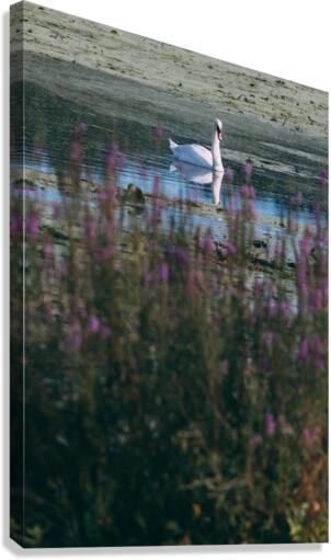 Swan Song Canvas Print
