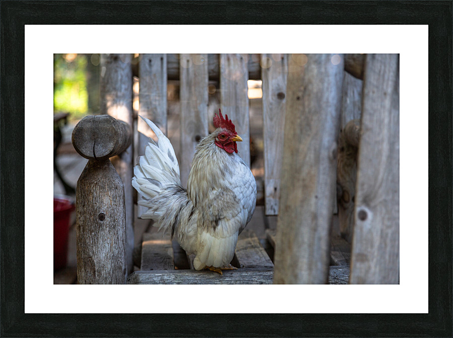 Rooster Business Picture Frame print
