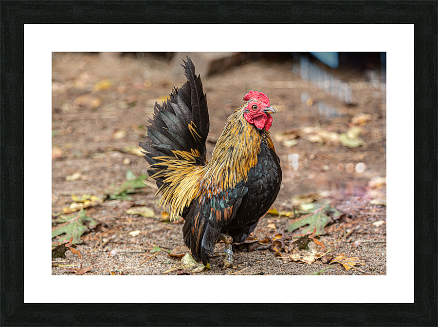 Perfectly Posed Picture Frame print
