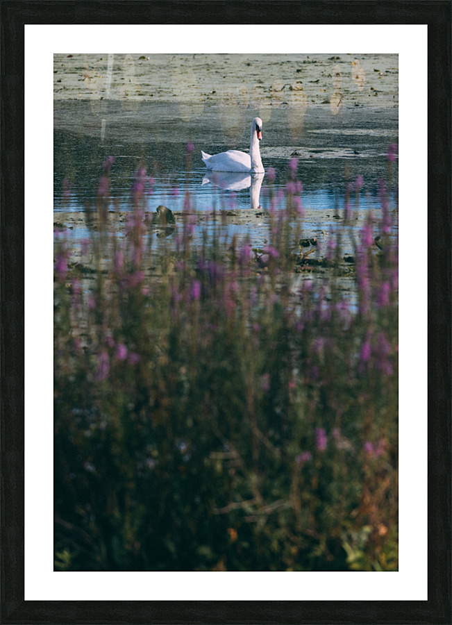 Swan Song Picture Frame print