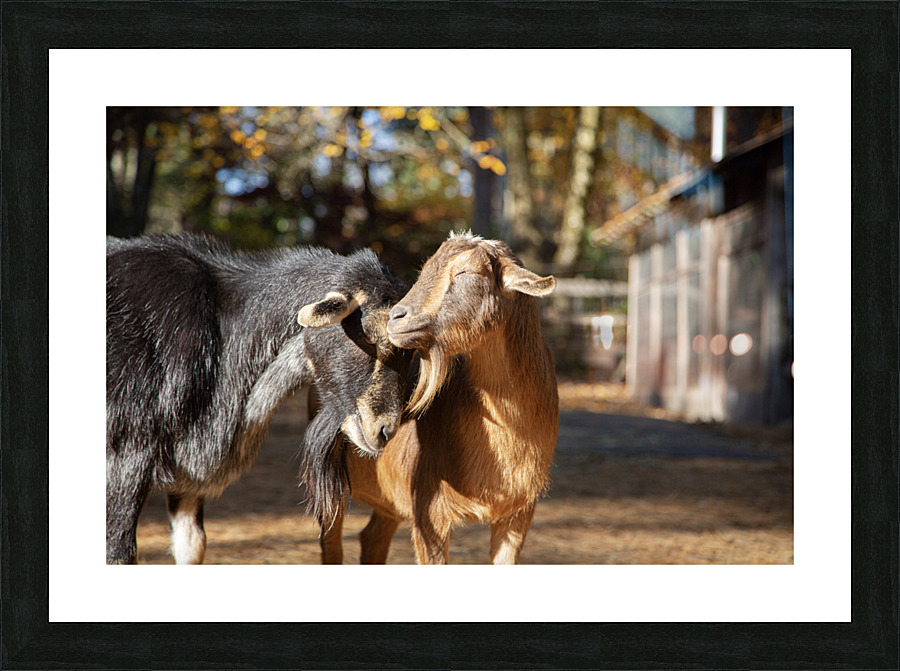 Goats in the Same Boat Picture Frame print