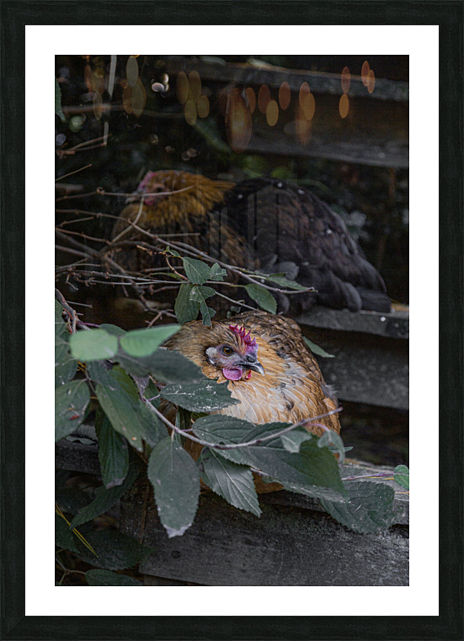 Tucked Away Picture Frame print