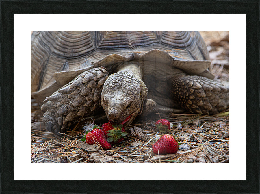 Sweet Snack Picture Frame print