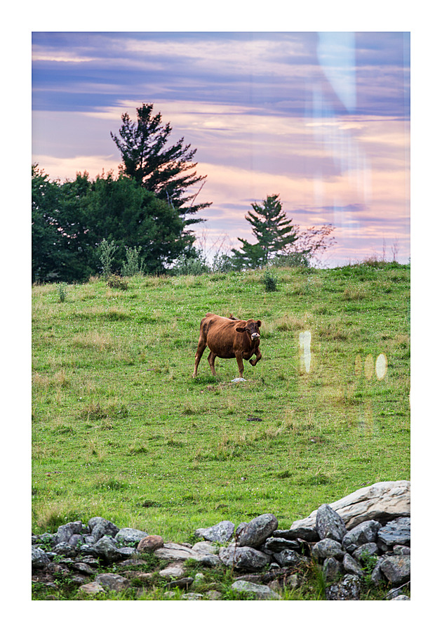 Happy Cow Picture Frame print