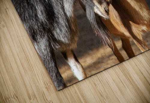 Goats in the Same Boat Ben Ross Photography puzzle