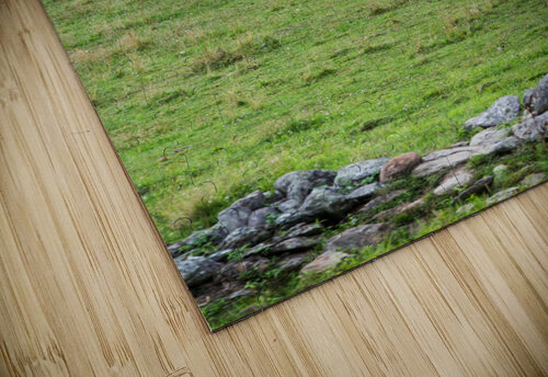 Happy Cow Ben Ross Photography puzzle