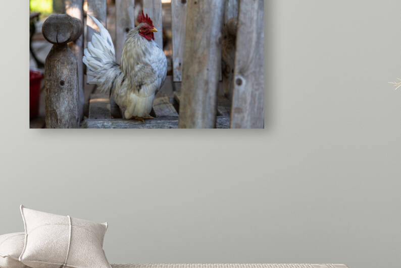 Rooster Business Reproduction