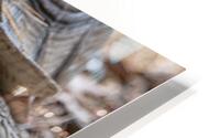 Sweet Snack HD Metal print