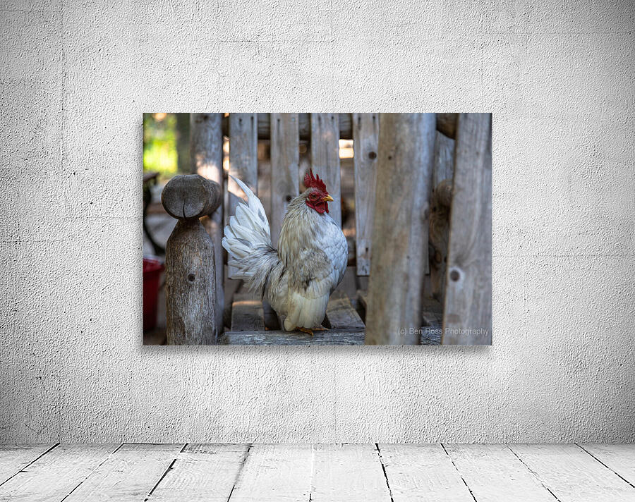 Rooster Business Wall Preview