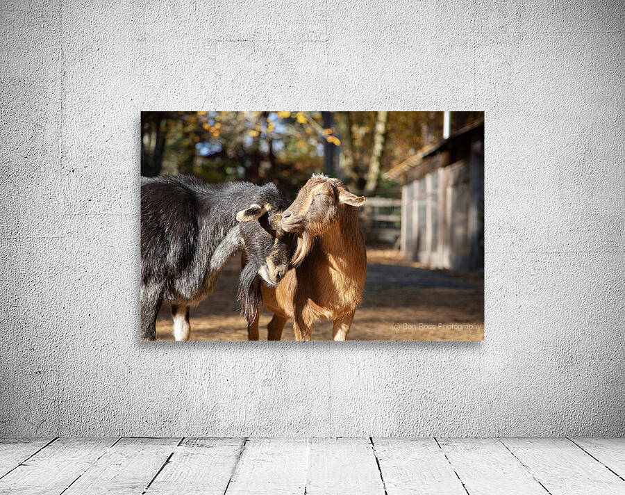 Goats in the Same Boat Wall Preview