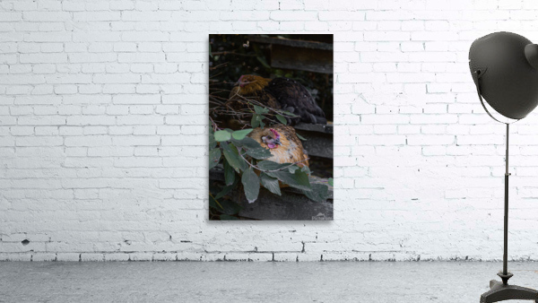 Tucked Away Wall Preview