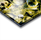 Oysters 1 Acrylic print