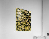 Low Tide Oysters 2 Acrylic Print