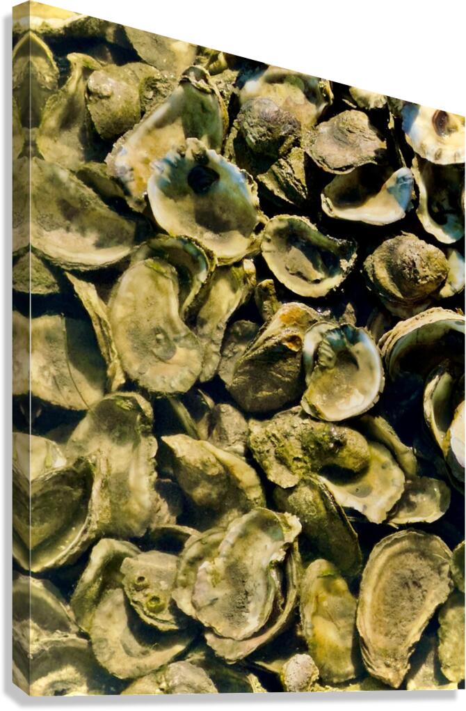 Low Tide Oysters 2 Canvas Print