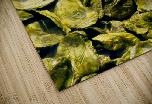 Oysters 1 Adelaide Smith puzzle