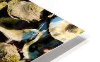 Low Tide Oysters 2 HD Metal print