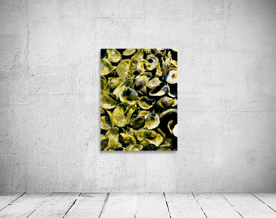 Oysters 1 Wall Preview