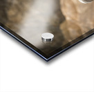 Bighorn Sheep of Badlands Acrylic print