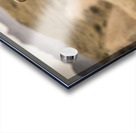 Big Horn Sheep Standoff Acrylic print