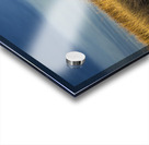 Brush In The Badlands Acrylic print