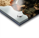 Wisconsin Cows Acrylic print