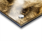 Grizzly Stare Acrylic print