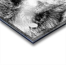 Grizzly Stare B&W Acrylic print