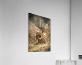 Bighorn Sheep of Badlands Acrylic Print